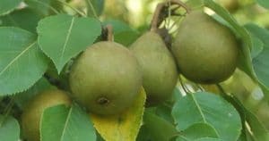 Stock video footage of pears on a tree.