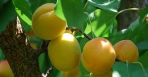 Ripe apricots growing on a tree owned by Joe Rubino.