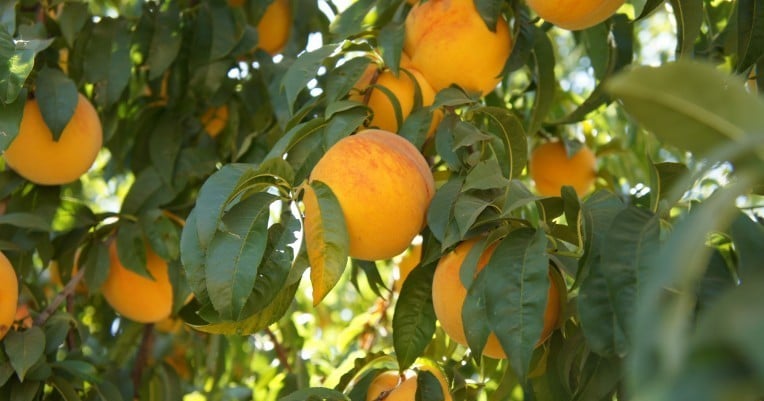 Ripe apricots growing on a tree in Rodney Stackhouse's garden.