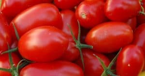 A pile of red tomatoes on a yellow background with Gene Robben.