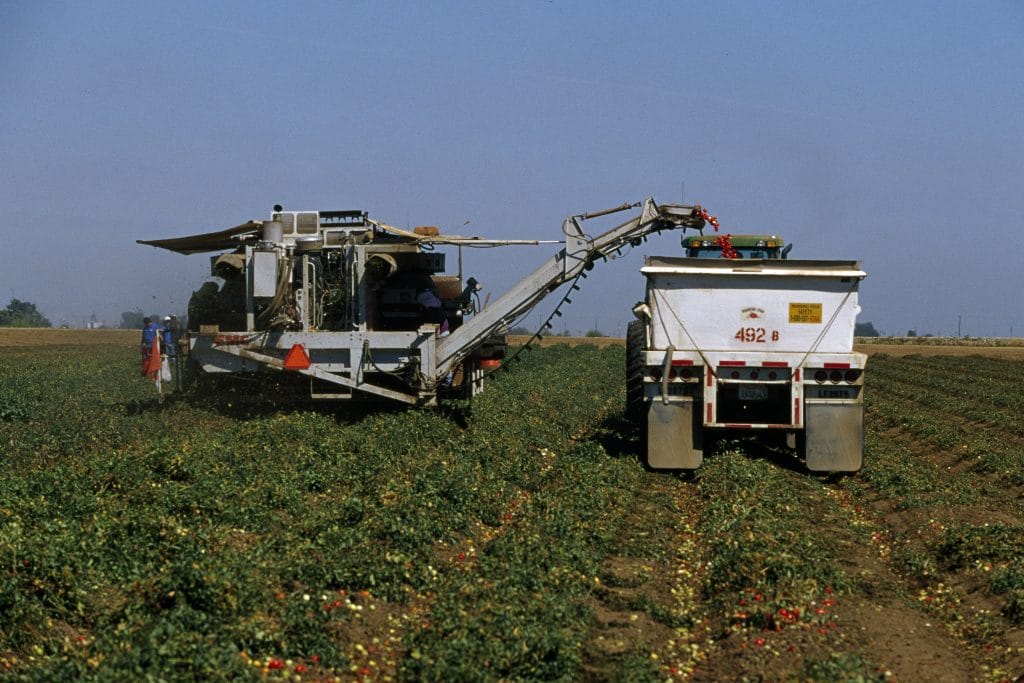 Harvesting the freshest tomatoes in California.