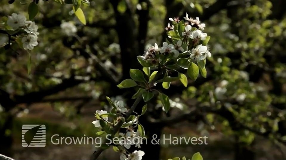 Growing season & harvest - apple blossoms in California farmlands.