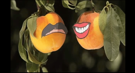 Two apricots hanging from a tree with a mustache on them, pondering the peach prophecy but unsure whether it will be canned or bagged.
