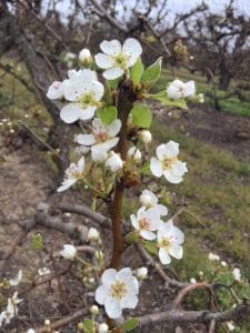 White Buds and Full Bloom Pears 3-4-2016