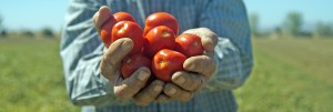 Tomatoes in Grower's Hands