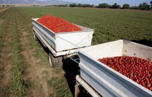 Tomatoes in Truck