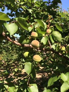 Apricots 4-22-16
