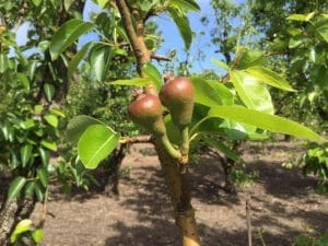 Pears 4-15-16