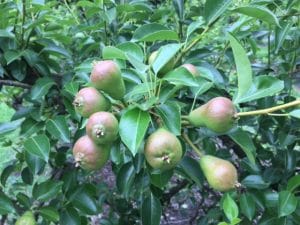 Pears 5-6-16
