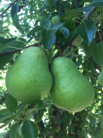 Pears 8-5-16