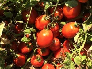 Tomatoes Web