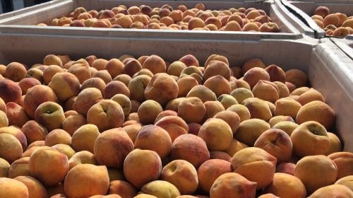 organic-peaches-6-17-16-web