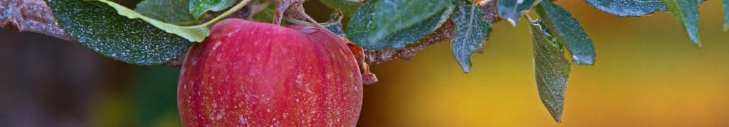 stock image of apple on a tree in orchard