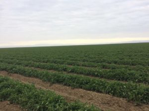Tomato crop report update 6/7/19