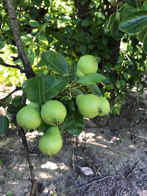 060719-Pears1 | Pacific Coast Producers