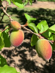 Apricots