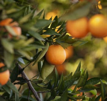 Mandarins