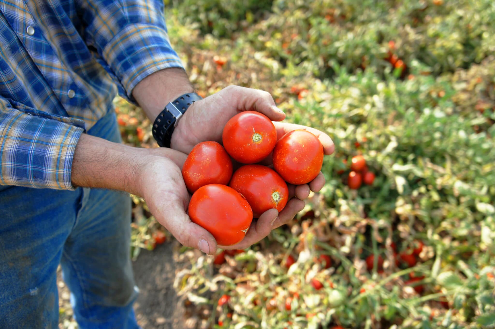 Sam Meek holiday tomatoes being harvested from his field in Woodland, CA
