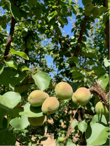 Apricots