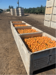 Apricots
