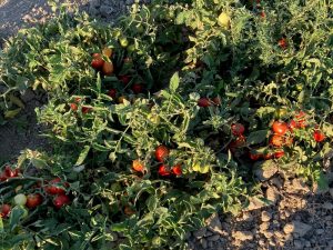 Tomatoes