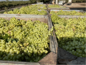 Grapes