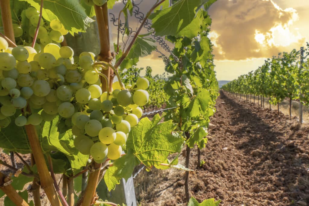 A grape orchard